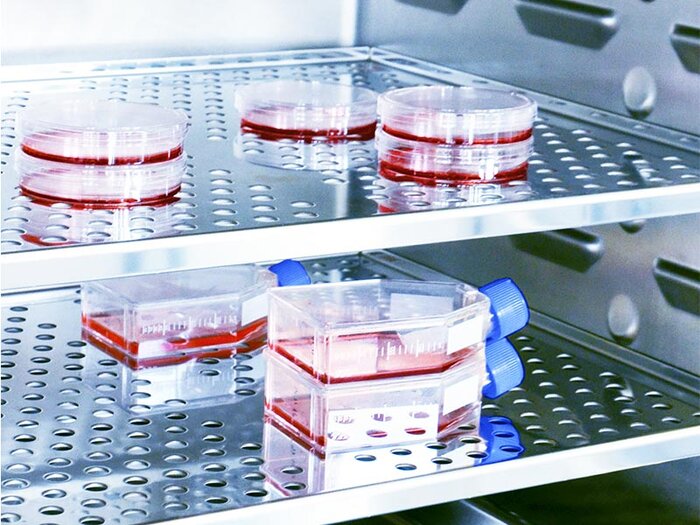 Cell culture dishes and flasks in a CO2-incubator.