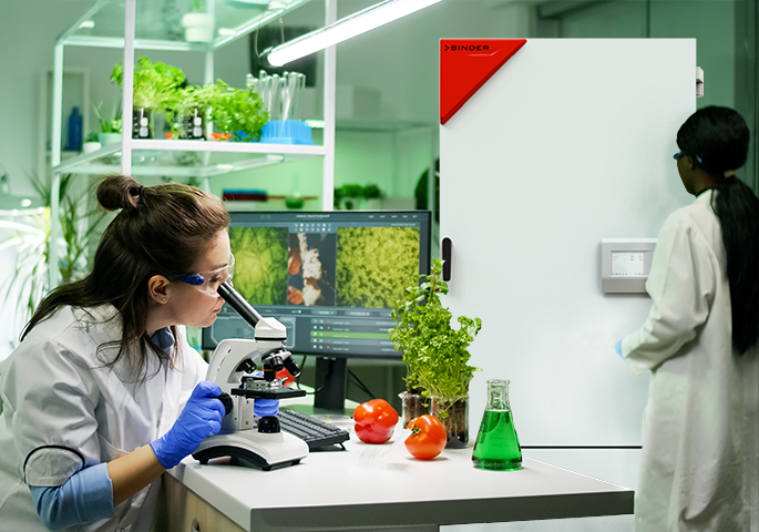 Two female scientists in lab coats are working with plants in a laboratory. In the foreground, a researcher wearing blue gloves is analyzing a sample under a microscope at a table with tomatoes and a Erlenmeyer flask. In the background, the second researcher is standing in front of a BINDER climate chamber and looking at the control panel.
